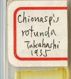 中文種名:青桐雪盾介殼蟲學名:Chionaspis rotunda (Takahashi, 1935)