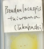 中文種名:臺灣擬輪盾介殼蟲學名:Pseudaulacaspis taiwana (Takahashi, 1935)