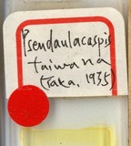 中文種名:臺灣擬輪盾介殼蟲學名:Pseudaulacaspis taiwana (Takahashi, 1935)