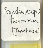 中文種名:臺灣擬輪盾介殼蟲學名:Pseudaulacaspis taiwana (Takahashi, 1935)