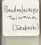 中文種名:臺灣擬輪盾介殼蟲學名:Pseudaulacaspis taiwana (Takahashi, 1935)