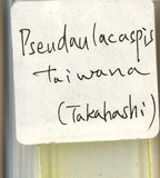 中文種名:臺灣擬輪盾介殼蟲學名:Pseudaulacaspis taiwana (Takahashi, 1935)