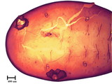 中文種名:籜竹粉介殼蟲學名:Chaetococcus bambusae (Maskell, 1893)