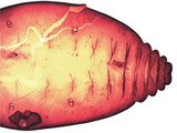 中文種名:籜竹粉介殼蟲學名:Chaetococcus bambusae (Maskell, 1893)