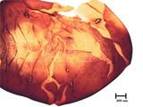 中文種名:籜竹粉介殼蟲學名:Chaetococcus bambusae (Maskell, 1893)