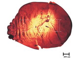 中文種名:籜竹粉介殼蟲學名:Chaetococcus bambusae (Maskell, 1893)