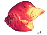 中文種名:籜竹粉介殼蟲學名:Chaetococcus bambusae (Maskell, 1893)