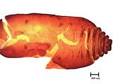 中文種名:籜竹粉介殼蟲學名:Chaetococcus bambusae (Maskell, 1893)