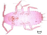 中文種名:籜竹粉介殼蟲學名:Chaetococcus bambusae (Maskell, 1893)