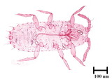 中文種名:籜竹粉介殼蟲學名:Chaetococcus bambusae (Maskell, 1893)