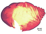 中文種名:籜竹粉介殼蟲學名:Chaetococcus bambusae (Maskell, 1893)