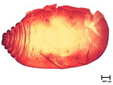 中文種名:籜竹粉介殼蟲學名:Chaetococcus bambusae (Maskell, 1893)