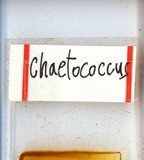 中文種名:籜竹粉介殼蟲學名:Chaetococcus bambusae (Maskell, 1893)