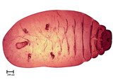 中文種名:籜竹粉介殼蟲學名:Chaetococcus bambusae (Maskell, 1893)