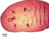 中文種名:籜竹粉介殼蟲學名:Chaetococcus bambusae (Maskell, 1893)