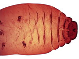 中文種名:籜竹粉介殼蟲學名:Chaetococcus bambusae (Maskell, 1893)