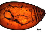 中文種名:籜竹粉介殼蟲學名:Chaetococcus bambusae (Maskell, 1893)