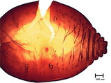 中文種名:籜竹粉介殼蟲學名:Chaetococcus bambusae (Maskell, 1893)