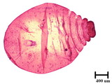 中文種名:籜竹粉介殼蟲學名:Chaetococcus bambusae (Maskell, 1893)