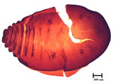 中文種名:籜竹粉介殼蟲學名:Chaetococcus bambusae (Maskell, 1893)