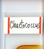 中文種名:籜竹粉介殼蟲學名:Chaetococcus bambusae (Maskell, 1893)