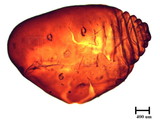 中文種名:籜竹粉介殼蟲學名:Chaetococcus bambusae (Maskell, 1893)