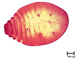 中文種名:籜竹粉介殼蟲學名:Chaetococcus bambusae (Maskell, 1893)