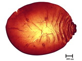 中文種名:籜竹粉介殼蟲學名:Chaetococcus bambusae (Maskell, 1893)