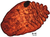 中文種名:籜竹粉介殼蟲學名:Chaetococcus bambusae (Maskell, 1893)