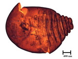 中文種名:籜竹粉介殼蟲學名:Chaetococcus bambusae (Maskell, 1893)