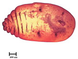 中文種名:籜竹粉介殼蟲學名:Chaetococcus bambusae (Maskell, 1893)