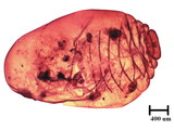 中文種名:籜竹粉介殼蟲學名:Chaetococcus bambusae (Maskell, 1893)