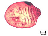 中文種名:籜竹粉介殼蟲學名:Chaetococcus bambusae (Maskell, 1893)