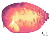 中文種名:籜竹粉介殼蟲學名:Chaetococcus bambusae (Maskell, 1893)