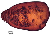 中文種名:籜竹粉介殼蟲學名:Chaetococcus bambusae (Maskell, 1893)