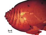 中文種名:籜竹粉介殼蟲學名:Chaetococcus bambusae (Maskell, 1893)