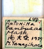 中文種名:籜竹粉介殼蟲學名:Chaetococcus bambusae (Maskell, 1893)