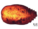 中文種名:籜竹粉介殼蟲學名:Chaetococcus bambusae (Maskell, 1893)