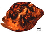 中文種名:籜竹粉介殼蟲學名:Chaetococcus bambusae (Maskell, 1893)