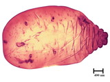 中文種名:籜竹粉介殼蟲學名:Chaetococcus bambusae (Maskell, 1893)