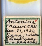 中文種名:竹禾粉介殼蟲學名:Antonina crawi Cockerell, 1900