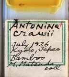 中文種名:竹禾粉介殼蟲學名:Antonina crawi Cockerell, 1900