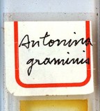 中文種名:印度禾粉介殼蟲學名:Antonina graminis (Maskell, 1897)