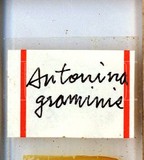 中文種名:印度禾粉介殼蟲學名:Antonina graminis (Maskell, 1897)