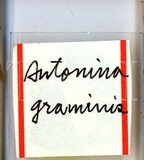 中文種名:印度禾粉介殼蟲學名:Antonina graminis (Maskell, 1897)