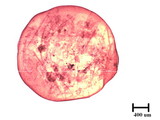 學名:Antonina sp.