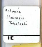 學名:Antonina thaiensis Takahashi, 1942