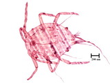 學名:Allomyrmococcus acariformis Takahashi, 1941