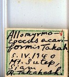 學名:Allomyrmococcus acariformis Takahashi, 1941