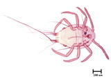 學名:Allomyrmococcus acariformis Takahashi, 1941